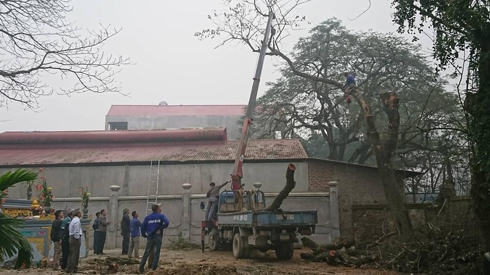 Trước đây cây gỗ sưa được bảo vệ bằng hàng rào thép cỡ lớn.