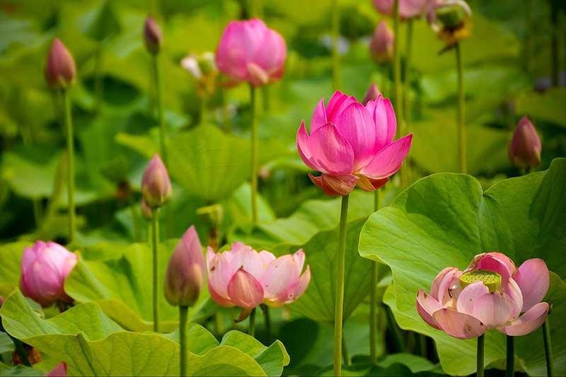 ngan-ngo-truoc-nhung-canh-dong-sen-dep-nhat-viet-nam