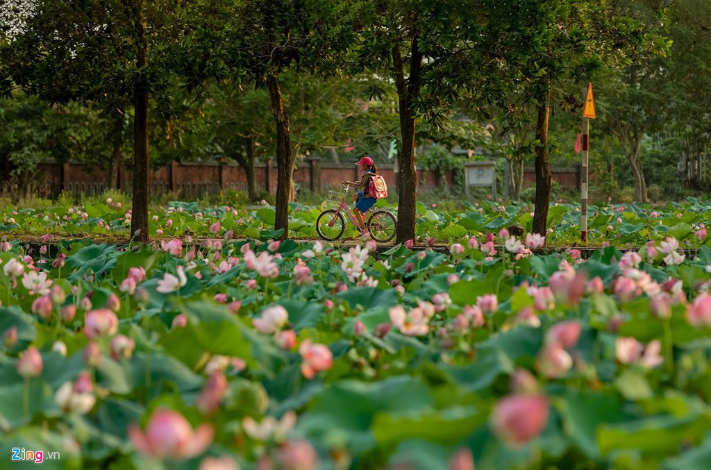 ngan-ngo-truoc-nhung-canh-dong-sen-dep-nhat-viet-nam