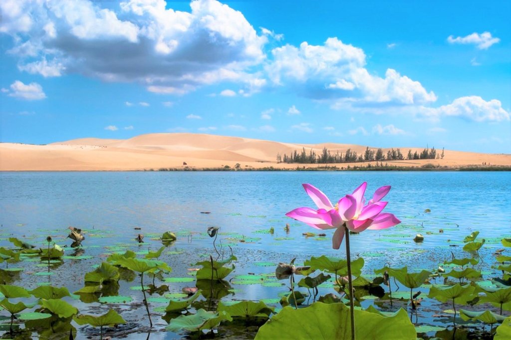 ngan-ngo-truoc-nhung-canh-dong-sen-dep-nhat-viet-nam