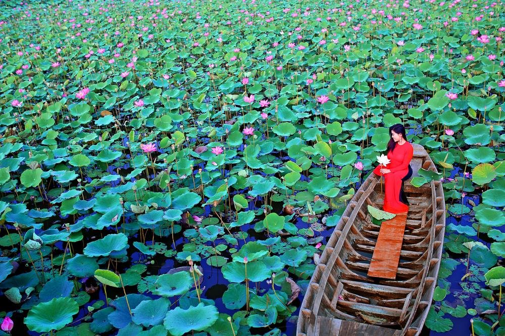ngan-ngo-truoc-nhung-canh-dong-sen-dep-nhat-viet-nam