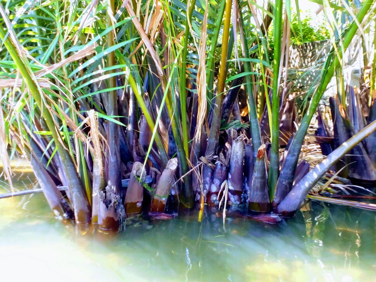 lac-lu-tren-chiec-thuyen-thung-dao-choi-rung-dua-bay-mau