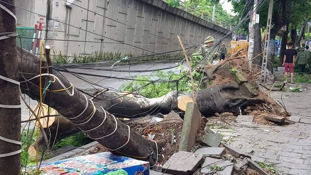 Hàng loạt cây cổ thụ bật ngốc.