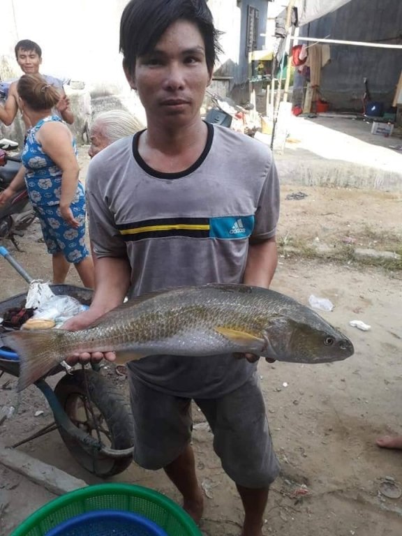 ngu-dan-thua-thien-hue-bat-duoc-con-ca-su-vang-quy-nang-hon-3-can