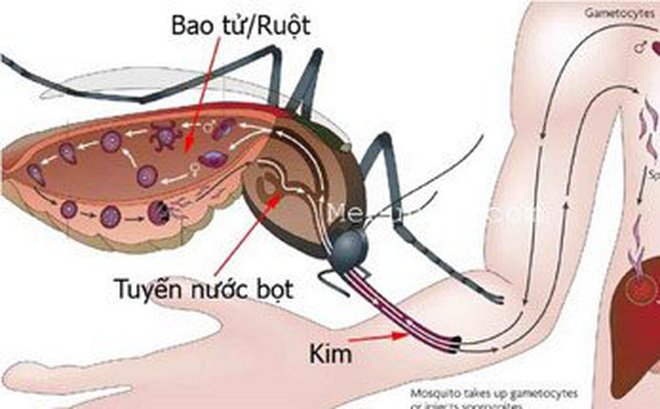 bao-dong-tinh-trang-sot-xuat-huyet-hon-80000-nguoi-mac-6-nguoi-tu-vong