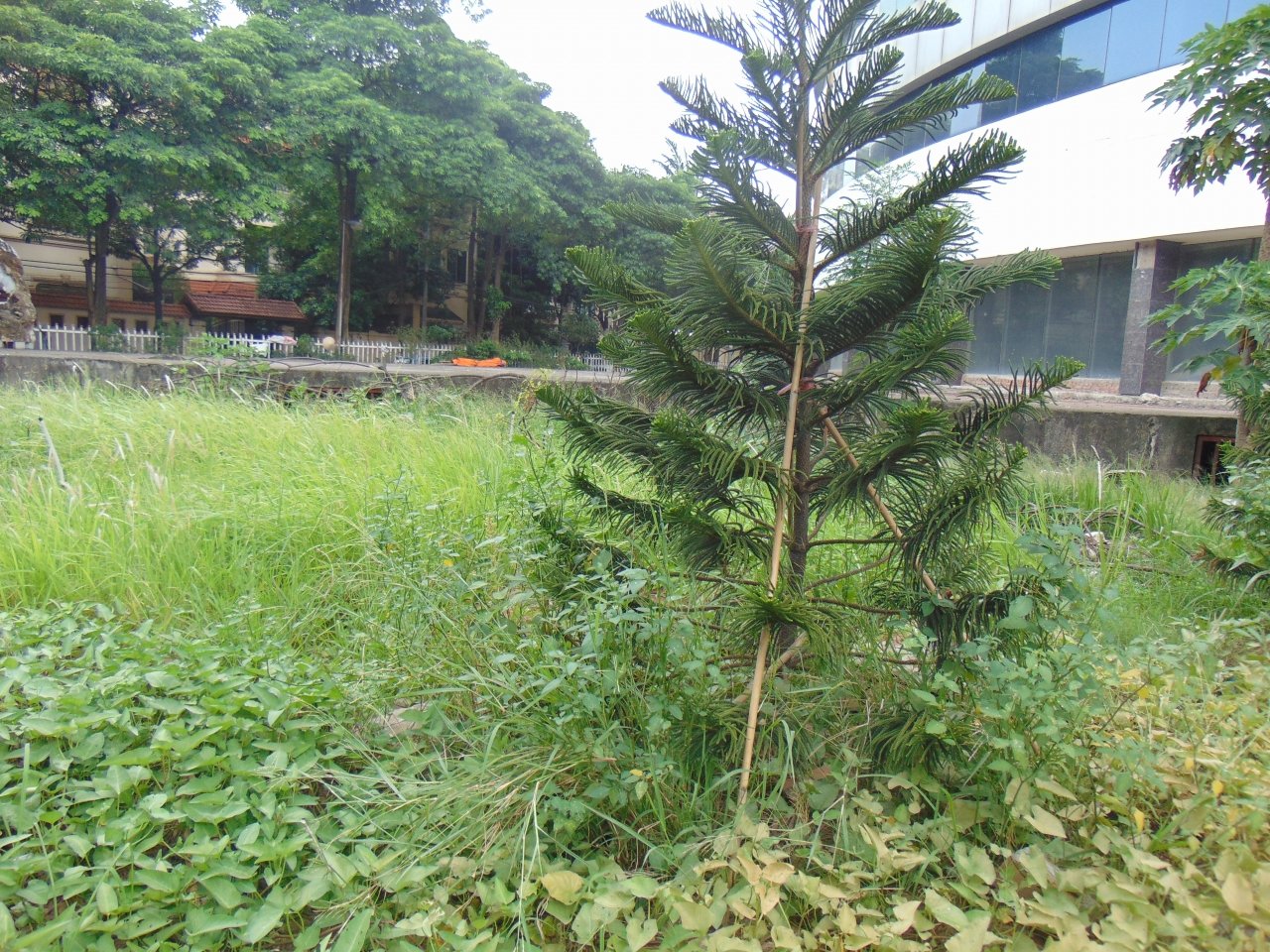 benh-vien-nghin-ty-bi-bo-hoang-hon-20-nam-giua-long-ha-noi