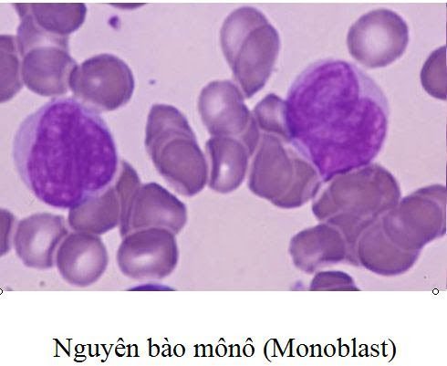 mono-la-gi-chi-so-mono-bao-nhieu-la-binh-thuong