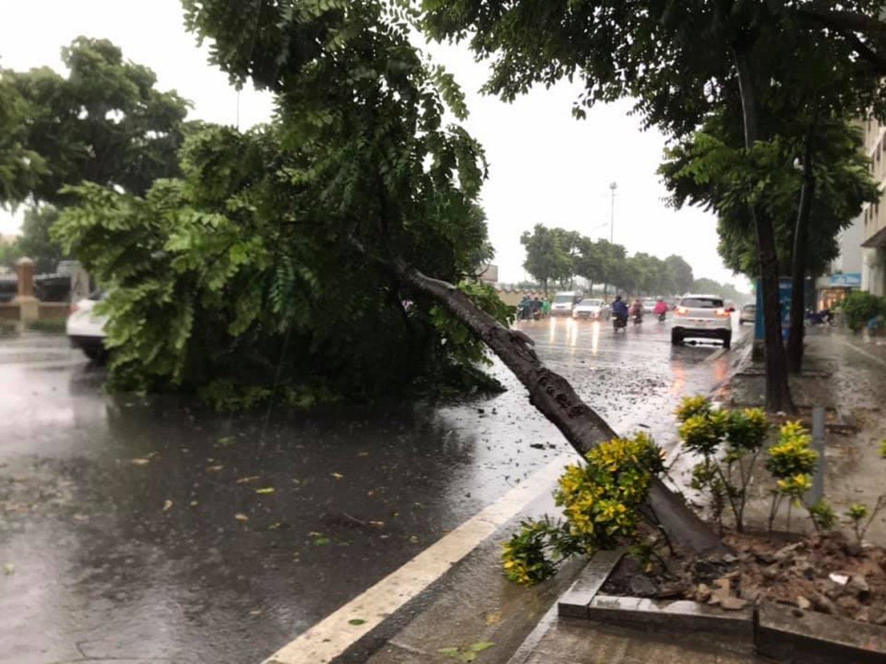 Cây xanh đổ chắn ngang đường Lê Trọng Tấn (Thanh Xuân, Hà Nội).
