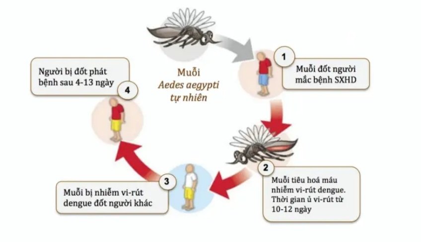 sot-xuat-huyet-dengue-nhung-dieu-can-biet