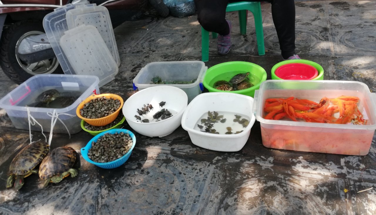 bat-chap-nang-nong-hang-nghin-nguoi-do-ve-chua-tran-quoc-phu-tay-ho-cau-an-ngay-ram