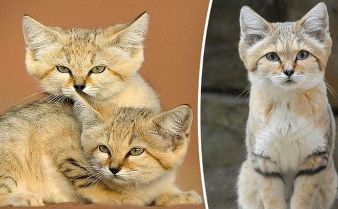 meo-cat-a-rap-loai-meo-tang-hinh-lan-dau-tien-xuat-hien-truoc-ong-kinh-may-anh-sau-10-nam-vang-bong