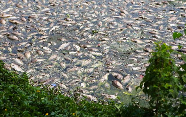 Hà Nội: Cá chết hàng loạt bốc mùi nồng nặc ở hồ Yên Sở