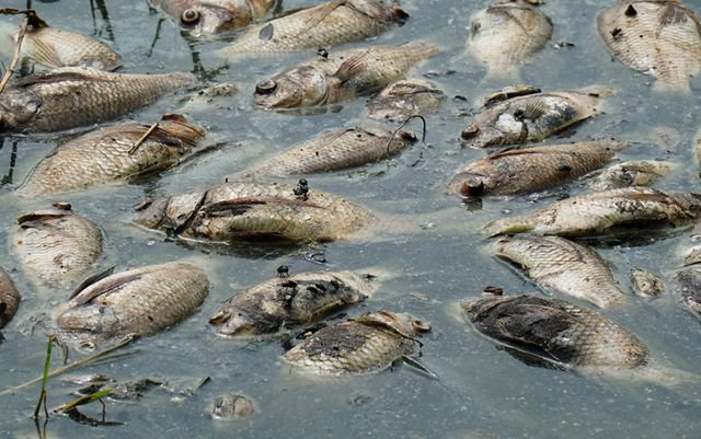 Hà Nội: Cá chết hàng loạt bốc mùi nồng nặc ở hồ Yên Sở
