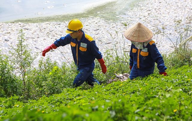 Hà Nội: Cá chết hàng loạt bốc mùi nồng nặc ở hồ Yên Sở