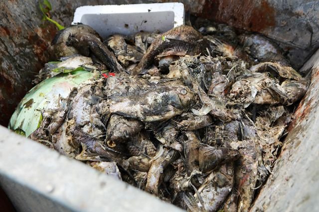 Hà Nội: Cá chết hàng loạt bốc mùi nồng nặc ở hồ Yên Sở