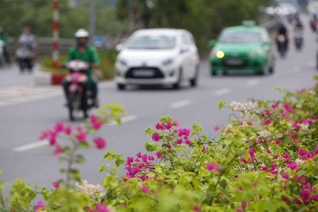 con-duong-hoa-giay-hiem-co-o-ha-noi