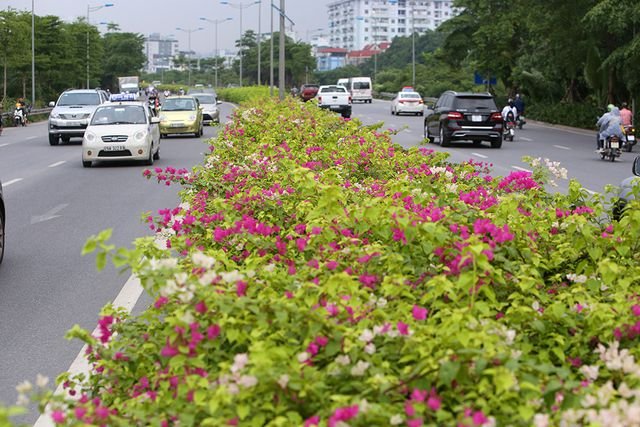 con-duong-hoa-giay-hiem-co-o-ha-noi
