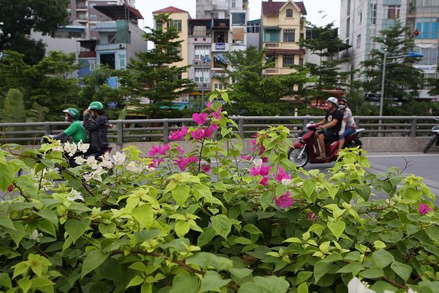 con-duong-hoa-giay-hiem-co-o-ha-noi