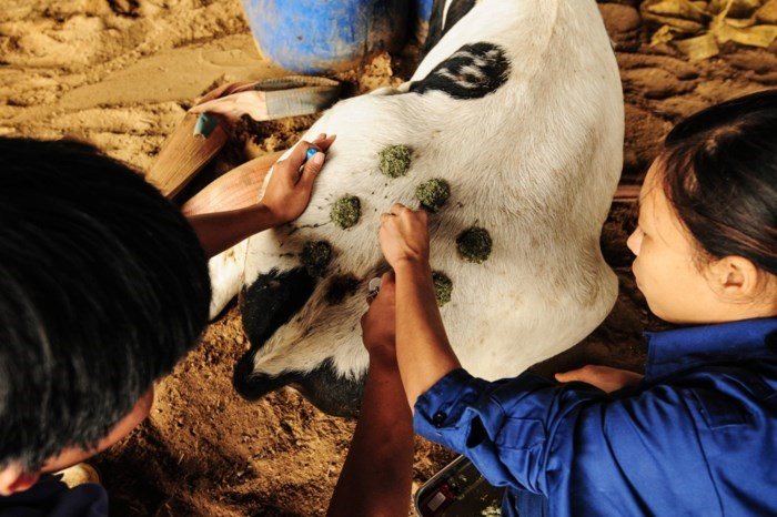 sua-tuoi-huu-co-th-true-milk-dang-cap-tu-cai-tam-tien-phong-dong-sua-tot-cho-suc-khoe