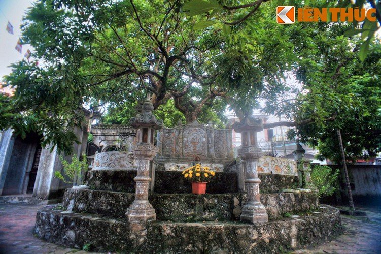 Tận mục cây nhãn Tổ 300 tuổi quả ngọt thơm như nước thánh