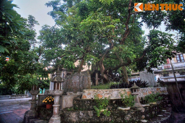 Tận mục cây nhãn Tổ 300 tuổi, quả ngọt thơm như “nước thánh Tận mục cây nhãn Tổ 300 tuổi quả ngọt thơm như nước thánh