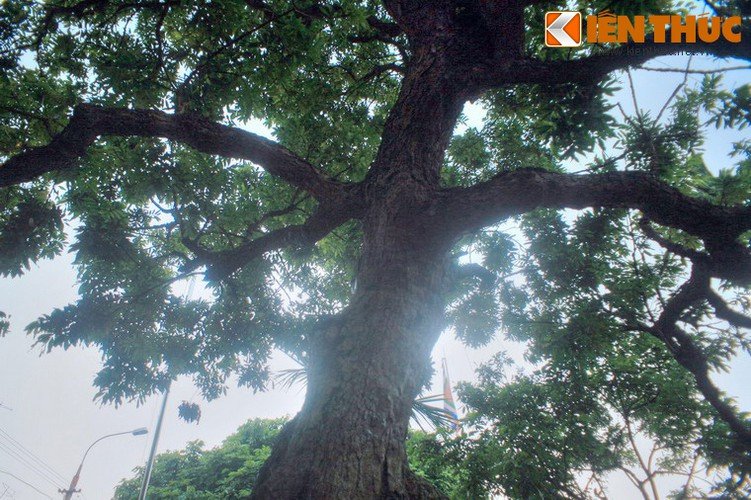 Tận mục cây nhãn Tổ 300 tuổi quả ngọt thơm như nước thánh