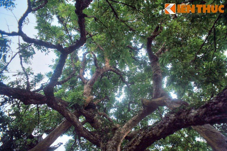 Tận mục cây nhãn Tổ 300 tuổi quả ngọt thơm như nước thánh
