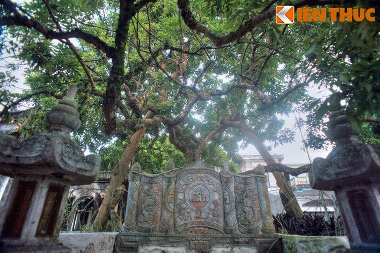Tận mục cây nhãn Tổ 300 tuổi, quả ngọt thơm như “nước thánh Tận mục cây nhãn Tổ 300 tuổi quả ngọt thơm như nước thánh