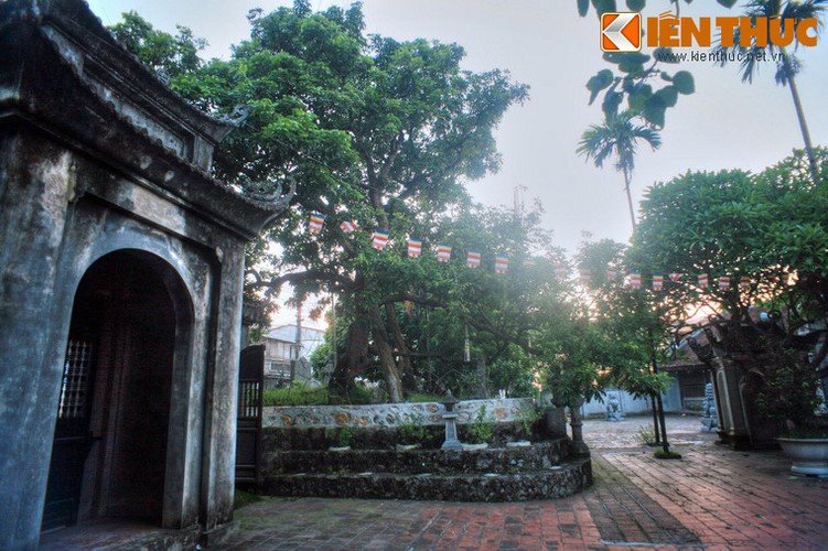Tận mục cây nhãn Tổ 300 tuổi, quả ngọt thơm như “nước thánh Tận mục cây nhãn Tổ 300 tuổi quả ngọt thơm như nước thánh