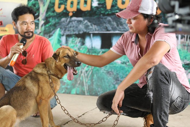 Tại sao tranh cãi chó Nhật đóng vai 'cậu Vàng' ngày càng dữ dội?