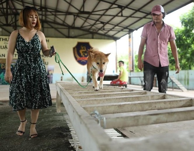 Xung quanh ồn ào để chú chó thuần Nhật được chọn ở vòng casting đóng phim “Cậu Vàng”, đạo diễn Trần Vũ Thủy cho biết anh đang tiếp tục cân nhắc. Chú chó giống Nhật được chọn chưa phải là phương án cuối cùng. Hiện tại tôi đang chỉnh sửa kịch bản sao cho vai Cậu Vàng xuất hiện hợp lý nhất