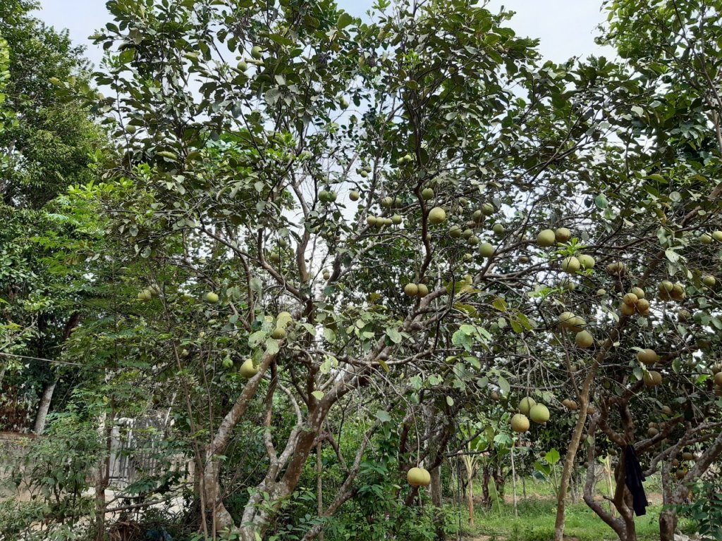 can-canh-loai-qua-dac-san-hue-mat-mua-do-nang-nong