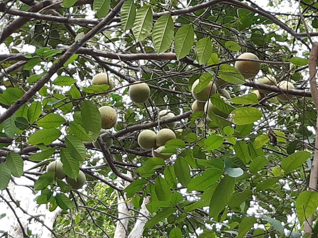 can-canh-loai-qua-dac-san-hue-mat-mua-do-nang-nong