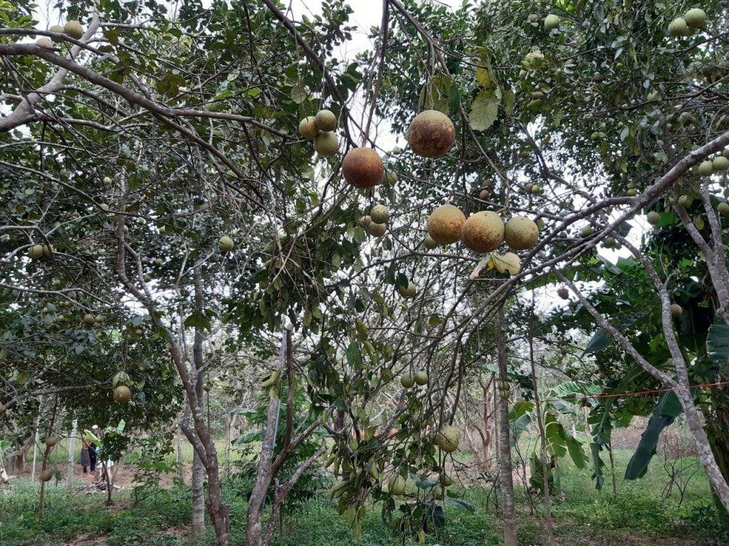 can-canh-loai-qua-dac-san-hue-mat-mua-do-nang-nong