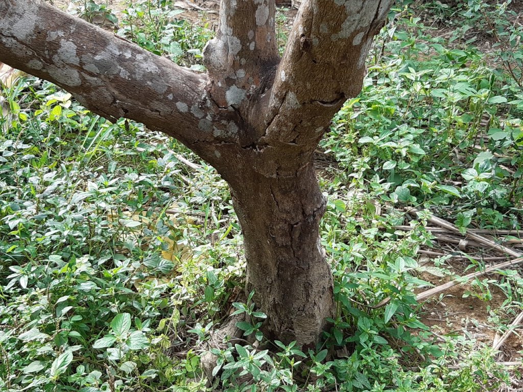 can-canh-loai-qua-dac-san-hue-mat-mua-do-nang-nong