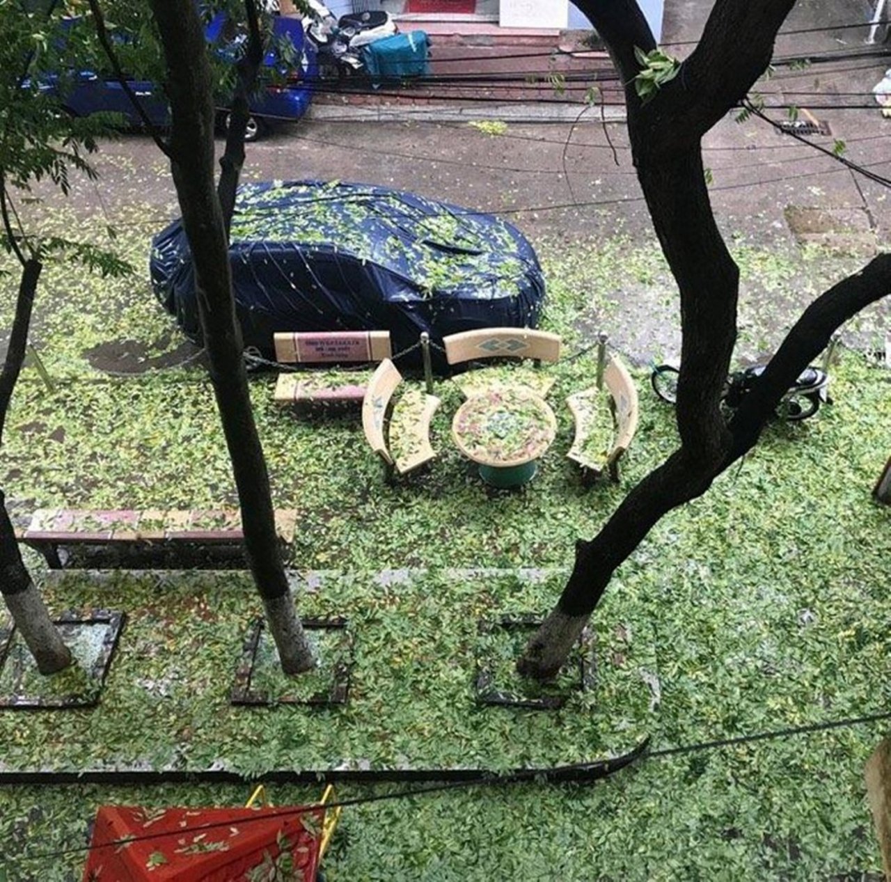 Lượng lá sưa rụng rất lớn ở góc sân.