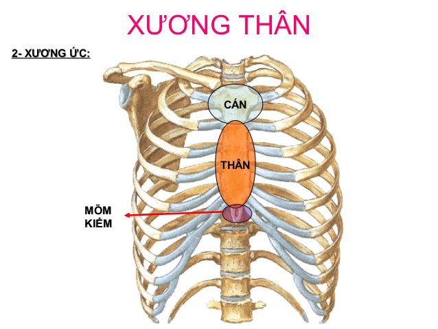 xuong-uc-nam-o-dau-cau-tao-cua-xuong-uc-nhu-the-nao