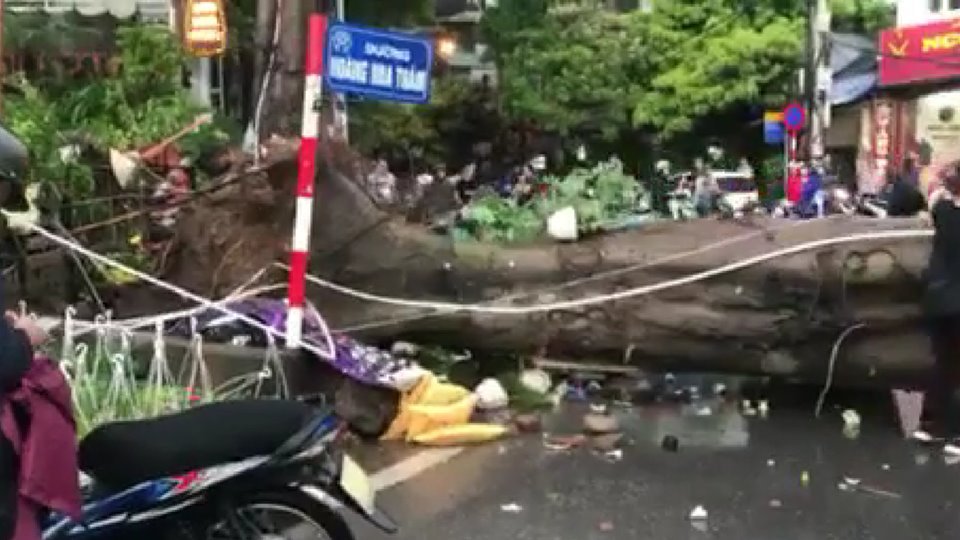 Một cây cổ thụ trên đường Hoàng Hoa Thám bị bật gốc đè phải người đi đường. (Ảnh: FB).