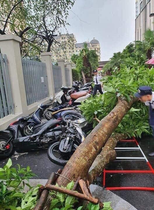 ha-noi-cuong-phong-bat-ngo-quat-do-la-liet-cay-xanh-mot-nguoi-bi-cay-de-chet