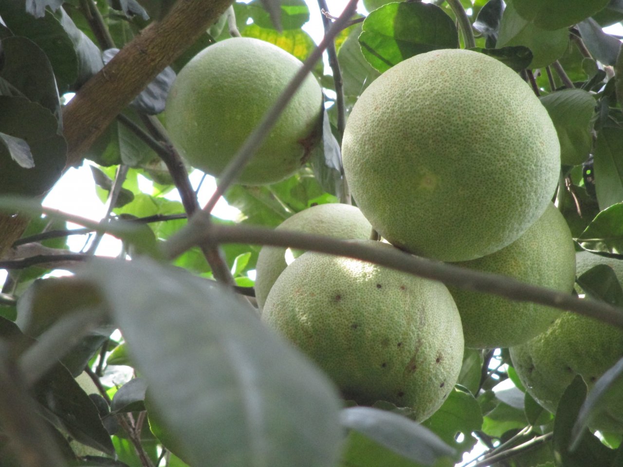 den-hue-choi-gi-o-dau-trong-ky-nghi-le-29