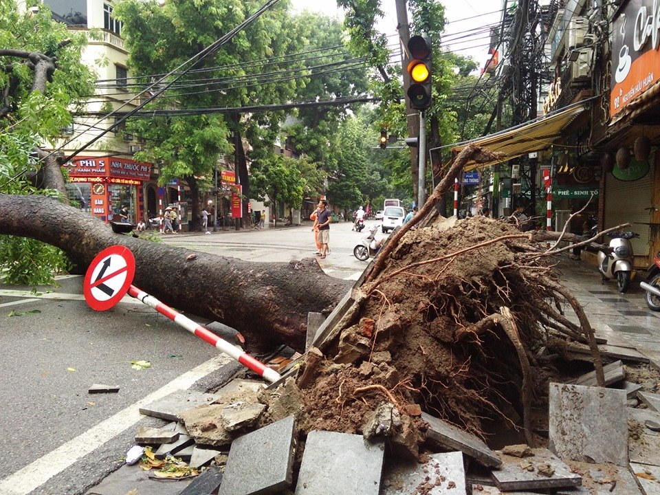 Cây xà cừ cổ thụ trên đường Nguyễn Hữu Huân bị bật gốc.