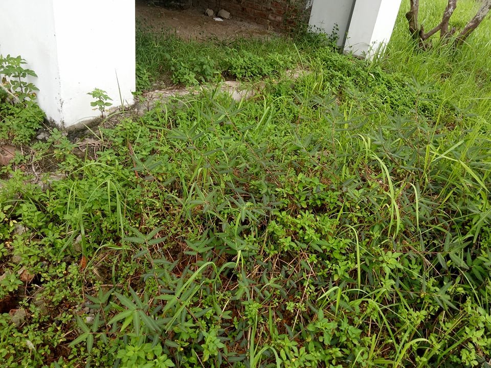 Xung quanh chỉ toàn cỏ dại mọc.