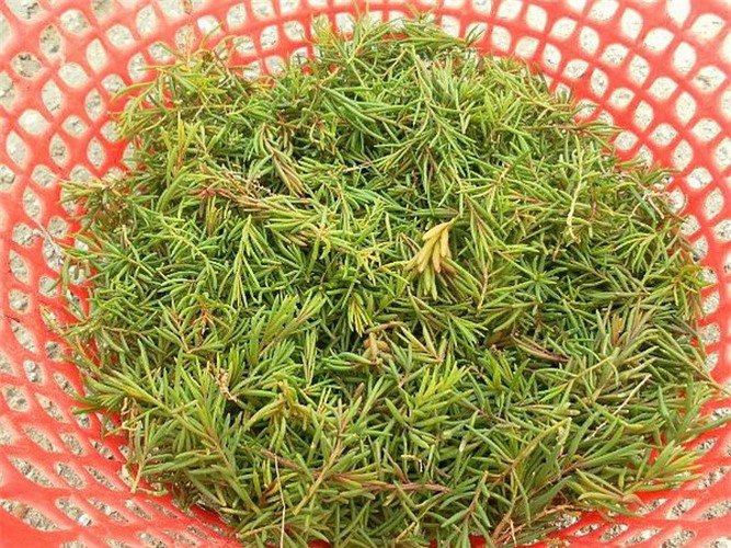 Khám phá bất ngờ rau nhót “lộc trời” có ở Nghệ An
