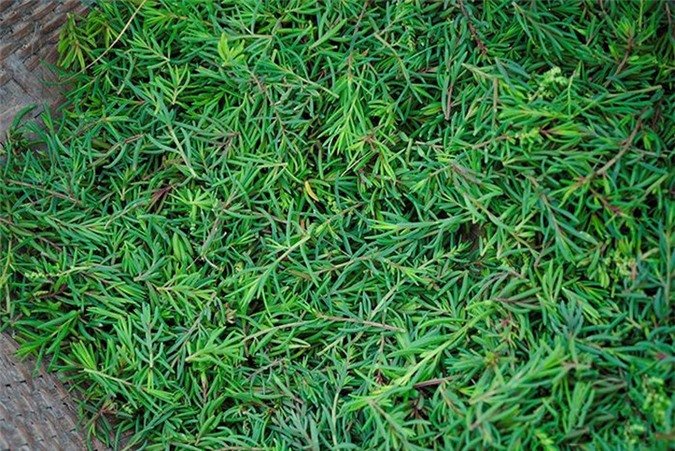Khám phá bất ngờ rau nhót “lộc trời” có ở Nghệ An
