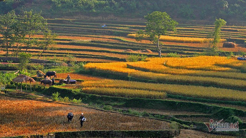 Mùa vàng Tây Bắc, cảnh sắc đẹp nhất thế giới mỗi năm 1 lần chỉ có ở Việt Nam