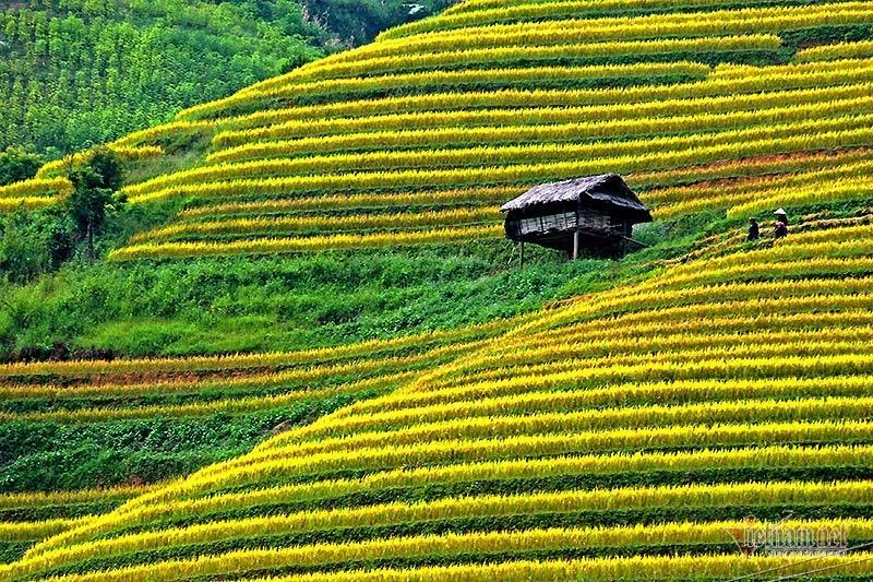Mùa vàng Tây Bắc, cảnh sắc đẹp nhất thế giới mỗi năm 1 lần chỉ có ở Việt Nam