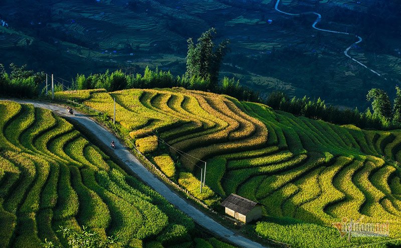Mùa vàng Tây Bắc, cảnh sắc đẹp nhất thế giới mỗi năm 1 lần chỉ có ở Việt Nam