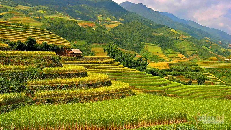 Mùa vàng Tây Bắc, cảnh sắc đẹp nhất thế giới mỗi năm 1 lần chỉ có ở Việt Nam