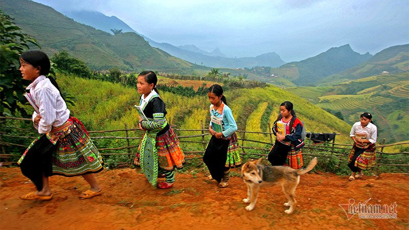 Mùa vàng Tây Bắc, cảnh sắc đẹp nhất thế giới mỗi năm 1 lần chỉ có ở Việt Nam