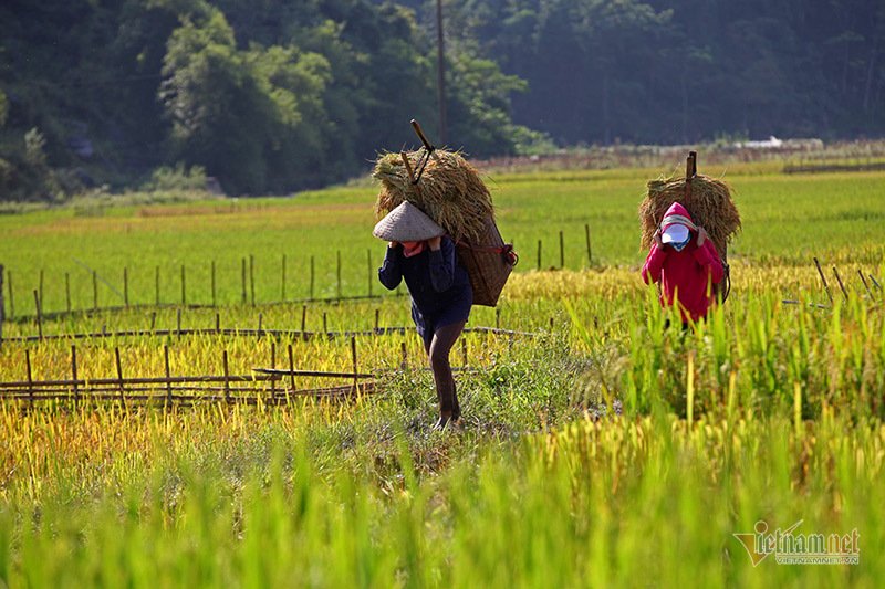 Mùa vàng Tây Bắc, cảnh sắc đẹp nhất thế giới mỗi năm 1 lần chỉ có ở Việt Nam
